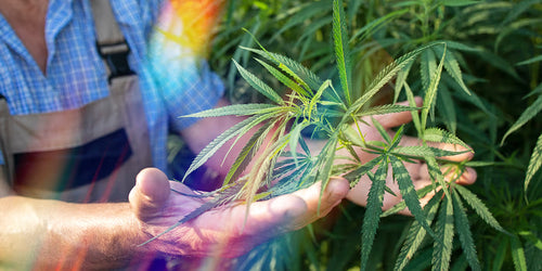 Why Full Spectrum CBD Is Gaining Popularity