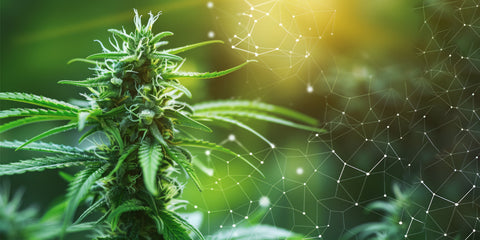 Indica vs. Sativa vs. Hybrid, what is the difference?